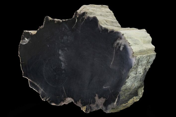Polished, Black Petrified Wood Section - Arizona #165964